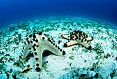 Spawning starfish