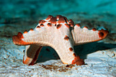 Horned sea star