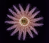 Crown-of-thorns starfish skeleton,X-ray