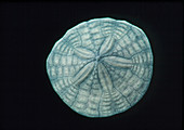 Dried test of a sand dollar,upper surface