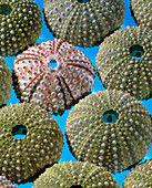 View of sea urchin shells