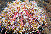 Flower urchin