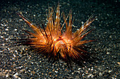 Red sea urchin (Astropyga radiata)