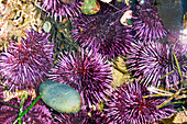 Purple sea urchins
