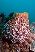 Lambert's worm sea cucumbers