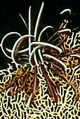 View of a sea lily