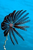 Crinoid on whip coral