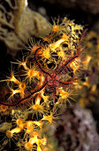 Brittle star on a zoanthid