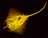 Coloured X-ray of a male ray,Raja sp
