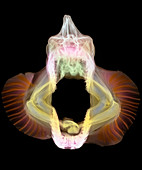 Coloured X-ray of skull of a mako shark