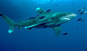Oceanic whitetip shark and pilot fish