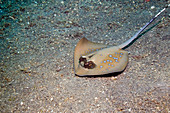 Blue-spotted mask-ray