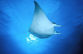 Giant manta