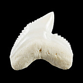 Tiger shark tooth
