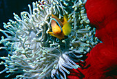 Clown fish with a giant anemone in the Red Sea