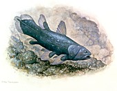 Artwork of a Coelacanth fish,Latimeria chalumnae