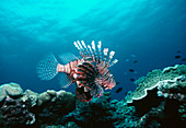 Lionfish,Pterois volitans,in coral reef