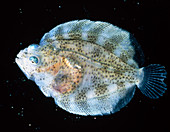 Immature turbot,a type of flatfish