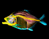 Coloured X-ray of a piranha fish,Serrasalmus sp