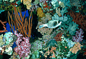 Masked puffer fish,Arothron diadematus,in coral