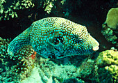 Map pufferfish (Arothron mappa) amongst coral