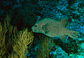 Spotted pufferfish (Arothron meleagris)