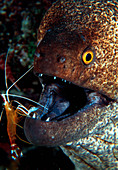 Moray eel & shrimp