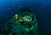 Map pufferfish