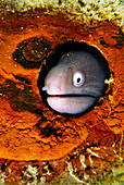 White-eyed moray eel head