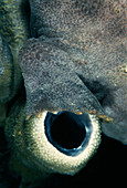 Giant frogfish fin