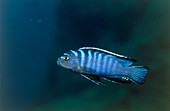 Zebra cichlid