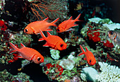 Pinecone soldierfish