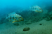 Cichlids guarding brood