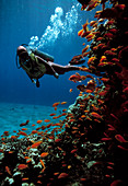 Sea goldie fish and a scuba diver
