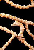 Pygmy seahorse on coral