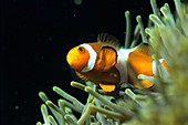 False clown anemone fish