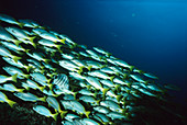 Shoal of fish