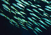 Yellowfin goatfish shoal