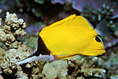 Longnose butterflyfish