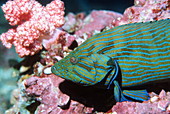 Bluelined hind grouper