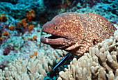 Yellow-edged moray