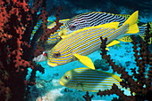 Celebes and lined sweetlips fish