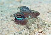 Leopard flounder