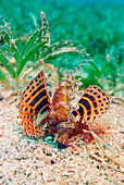 Shortfin lionfish