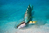 Splendour wrasse and Red Sea goatfish