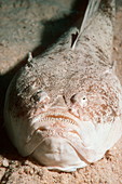 Whitemargin stargazer fish