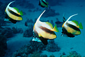 Red sea bannerfish