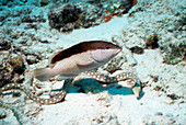 Coney grouper and eel