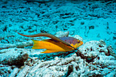 Trumpetfish with a Spanish hogfish