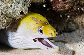 Young undulate moray eel